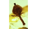 Very nice Rare Fruit. Fossil inclusion in Baltic amber #11886