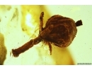 Very nice Rare Fruit. Fossil inclusion in Baltic amber #11886