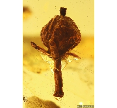 Very nice Rare Fruit. Fossil inclusion in Baltic amber #11886
