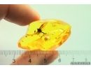 Very nice Rare Fruit. Fossil inclusion in Baltic amber #11886