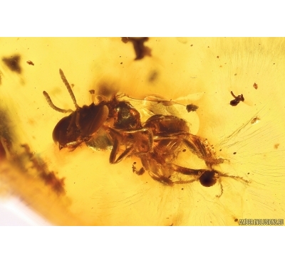 Honey Bee Apoidea. Fossil inclusion Dominican amber #11890D
