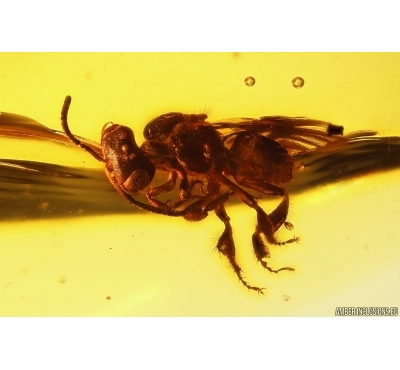 Honey Bee Apoidea and More. Fossil inclusions,  Dominican amber #11891D