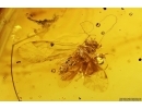 Honey Bee Apoidea and More. Fossil inclusions,  Dominican amber #11891D
