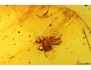 Honey Bee Apoidea and More. Fossil inclusions,  Dominican amber #11891D