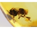 Honey Bee Apoidea with pollen! Fossil inclusion Dominican amber #11892D