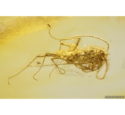 Nice House Centipede Scutigeridae. Fossil inclusion in Baltic amber #11903