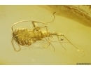 Nice House Centipede Scutigeridae. Fossil inclusion in Baltic amber #11903