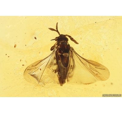 RareTwisted-Winged Stylopid, Strepsiptera. Fossil insect in Baltic amber #11905