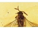 RareTwisted-Winged Stylopid, Strepsiptera. Fossil insect in Baltic amber #11905