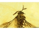 RareTwisted-Winged Stylopid, Strepsiptera. Fossil insect in Baltic amber #11905
