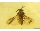 RareTwisted-Winged Stylopid, Strepsiptera. Fossil insect in Baltic amber #11905