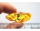 Very nice 11mm Walking stick Phasmatodea. Fossil inclusion Baltic amber #11906
