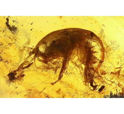 Extremely rare Freshwater Shrimp GAMMARUS AMPHIPODA. Fossil inclusion Baltic amber #11907