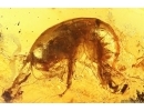 Extremely rare Freshwater Shrimp GAMMARUS AMPHIPODA. Fossil inclusion Baltic amber #11907