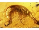 Extremely rare Freshwater Shrimp GAMMARUS AMPHIPODA. Fossil inclusion Baltic amber #11907