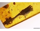 Very Nice Flower. Fossil inclusion in Baltic amber #11908