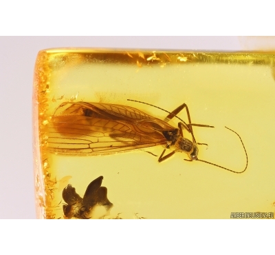 Stonefly Plecoptera. Fossil insect in Baltic amber #11909