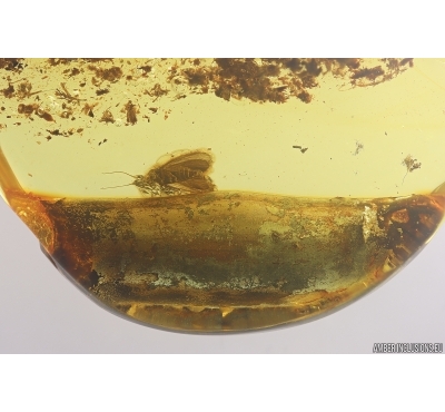 Caddisfly Trichoptera and Stalactite. Fossil inclusions Ukrainian Rovno amber #11910R