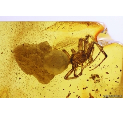 Nice Spider Araneae. Fossil inclusion Baltic amber #11914