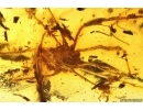 Harvestman Opiliones. Fossil inclusion in Baltic amber #11915