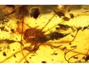 Harvestman Opiliones. Fossil inclusion in Baltic amber #11915