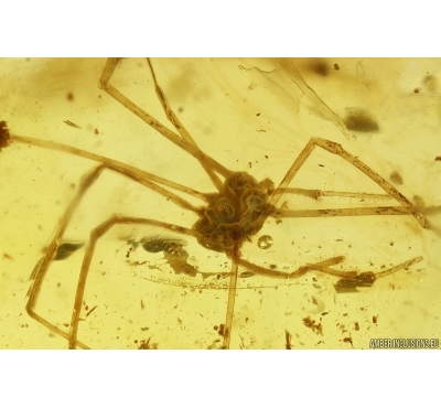 Harvestman Opiliones. Fossil inclusion in Baltic amber #11916