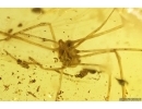 Harvestman Opiliones. Fossil inclusion in Baltic amber #11916