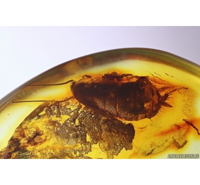 Cockroach Blattaria. Fossil insect in Baltic amber #11917