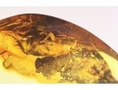 Cockroach Blattaria. Fossil insect in Baltic amber #11917