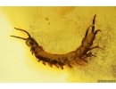 Centipede Lithobiidae. Fossil insect in Baltic amber #11925