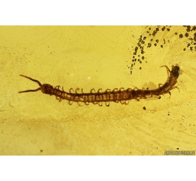 Nice Centipede, Chilopoda, Geophilidae. Fossil inclusion in Baltic amber #11927