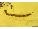 Nice Centipede, Chilopoda, Geophilidae. Fossil inclusion in Baltic amber #11927