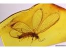 Nice Lacewing Neuroptera Nevrothidae Rophalis relicta. Fossil insect in Baltic amber #11929