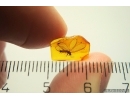 Nice Lacewing Neuroptera Nevrothidae Rophalis relicta. Fossil insect in Baltic amber #11929