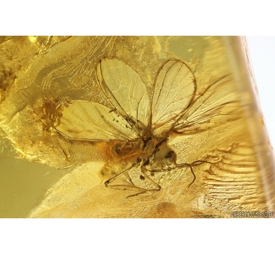 Rare Dustywing Neuroptera Coniopterygidae ?Semidalis. Fossil inclusion Baltic amber #11933
