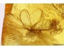 Rare Dustywing Neuroptera Coniopterygidae ?Semidalis. Fossil inclusion Baltic amber #11933