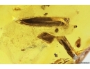 2 Rove beetles Staphylinidae: Pselaphinae,  Staphylinidae: Scydmaeninae and leaves . Fossil inclusions in Baltic amber #10935