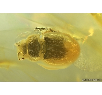 Rare Silken fungus beetle Cryptophagidae Atomaria. Fossil insect Baltic amber #11948