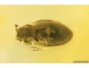 Rare Silken fungus beetle Cryptophagidae Atomaria. Fossil insect Baltic amber #11948