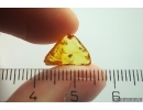 Rare Silken fungus beetle Cryptophagidae Atomaria. Fossil insect Baltic amber #11948