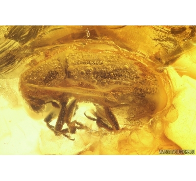 Bark Beetle Curculionidae Scolytinae. Fossil insect Baltic amber #11964