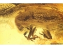 Bark Beetle Curculionidae Scolytinae. Fossil insect Baltic amber #11964