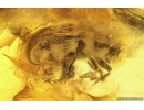Bark Beetle Curculionidae Scolytinae. Fossil insect Baltic amber #11964