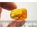 Bark Beetle Curculionidae Scolytinae. Fossil insect Baltic amber #11964
