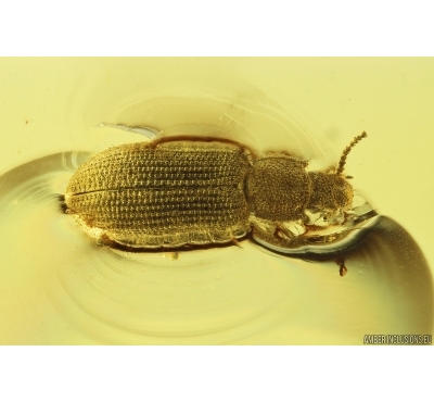 Rare Ironclad Beetle Zopheridae Xylolaemus. Fossil insect in Baltic amber #11966