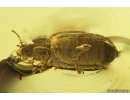 Rare Ironclad Beetle Zopheridae Xylolaemus. Fossil insect in Baltic amber #11966