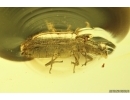Rare Ironclad Beetle Zopheridae Xylolaemus. Fossil insect in Baltic amber #11966