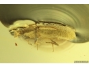 Rare Ironclad Beetle Zopheridae Xylolaemus. Fossil insect in Baltic amber #11966