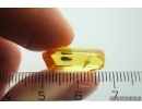 Rare Ironclad Beetle Zopheridae Xylolaemus. Fossil insect in Baltic amber #11966