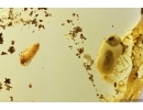 Nice Millipede Polyxenidae and Beetle coleoptera. Fossil inclusions Baltic amber #11974